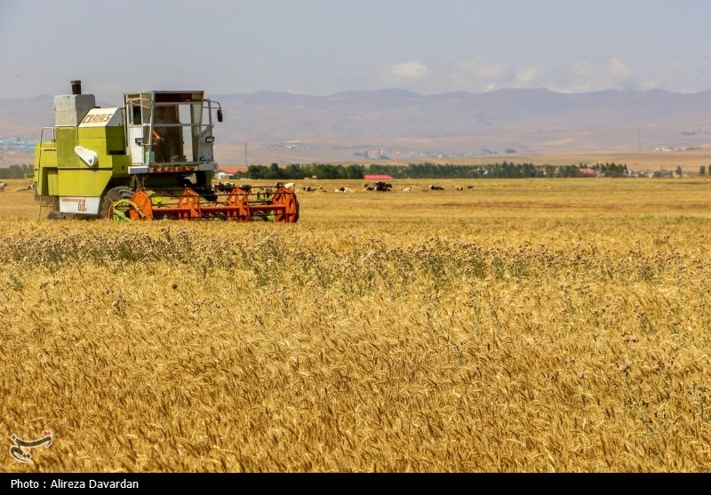 آغاز برداشت گندم در استانهای جنوبی کشور