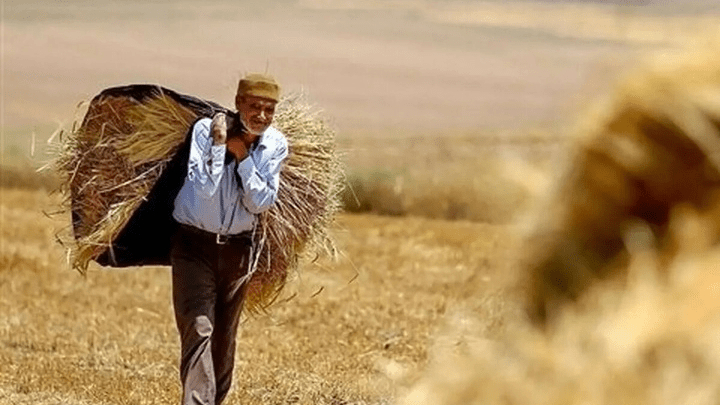 تسویه کامل پول گندم‌کاران تا هفته آینده