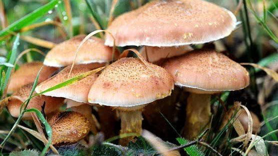 مسمومیت ۵ نفر با قارچ جنگلی در آزادشهر