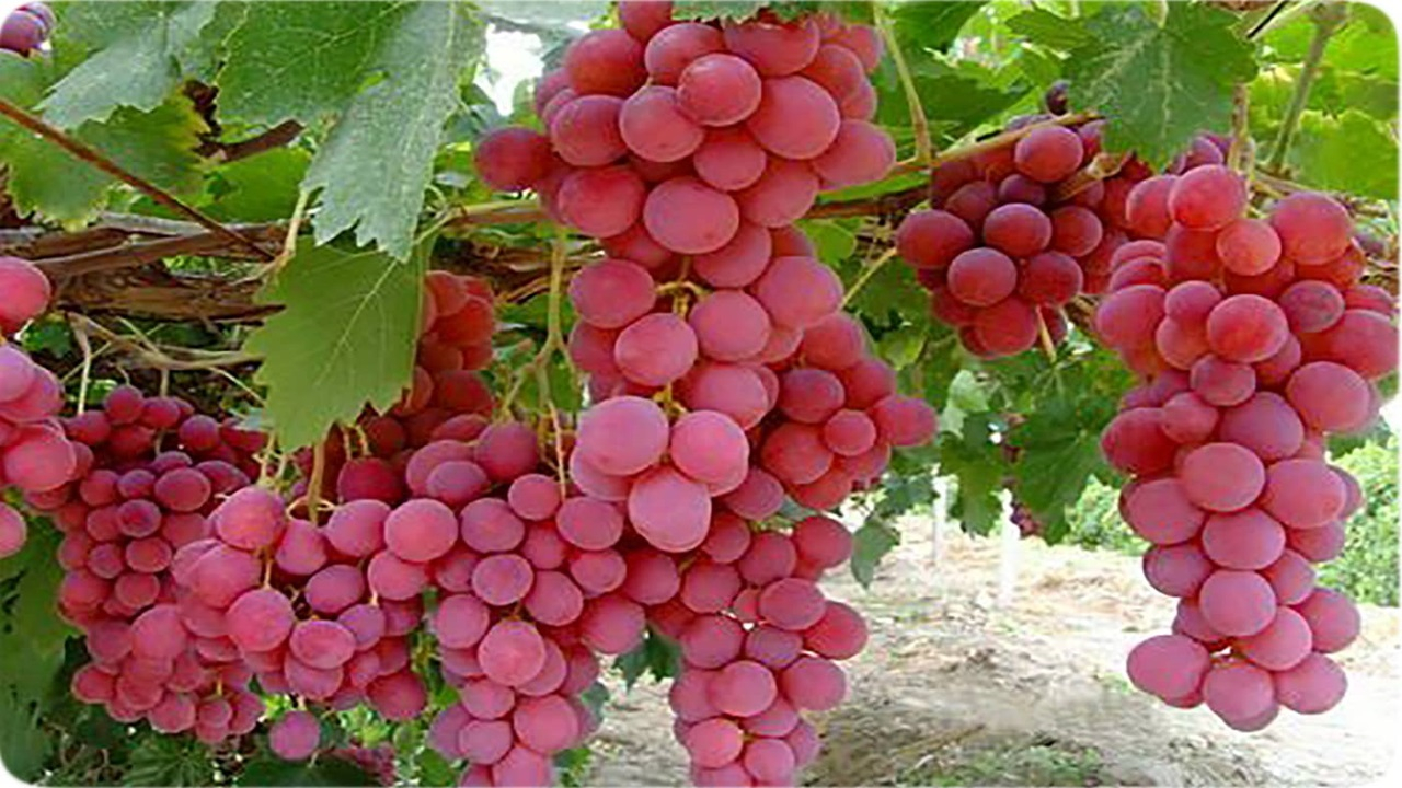 میوه بهشتی برای سلامت قلب، مغز و چشم؛ معجزهای به نام انگور