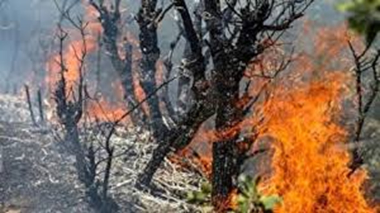 الیت تنها نیست + فیلم