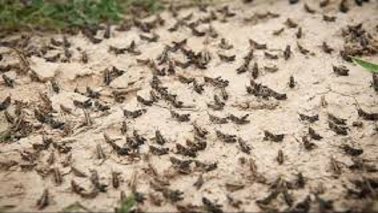 احتمال حمله ۵۰ درصدی ملخ صحرایی در اسفند