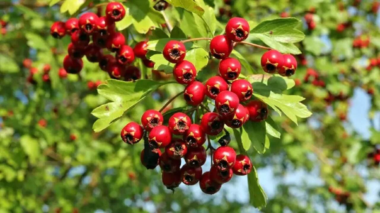 فواید زالزالک برای سلامتی؛ بیماران قلبی از مصرف آن خودداری کنند