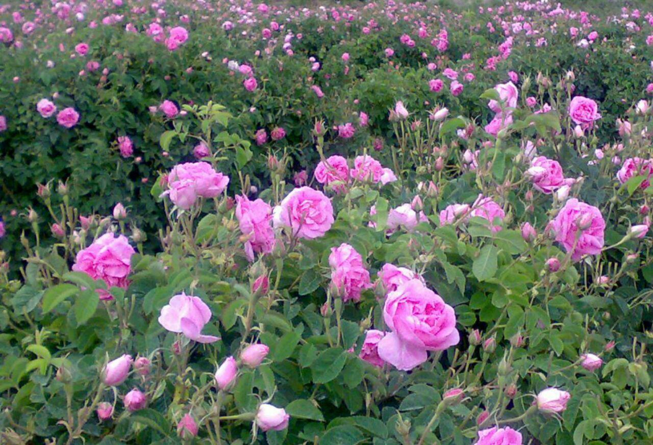 نبود صنایع فرآوری و ضعف برندسازی چالش جدی تولید گل محمدی