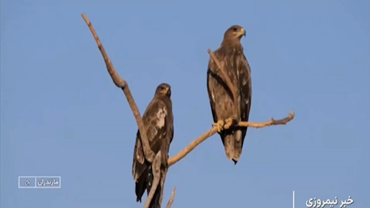 شکارچیان آسمان در معرض شکار + فیلم