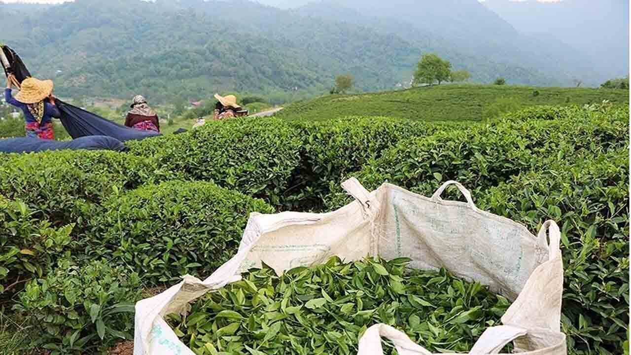 تولید چای به ۲۴ هزارتن می‌رسد