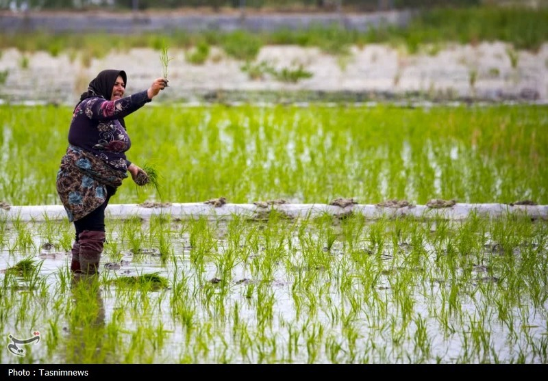 نشا ۹۰ درصد شالیزارهای مازندران