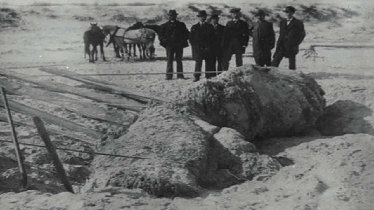 هیولاهای مرموزی که از اقیانوس به ساحل می‌آیند