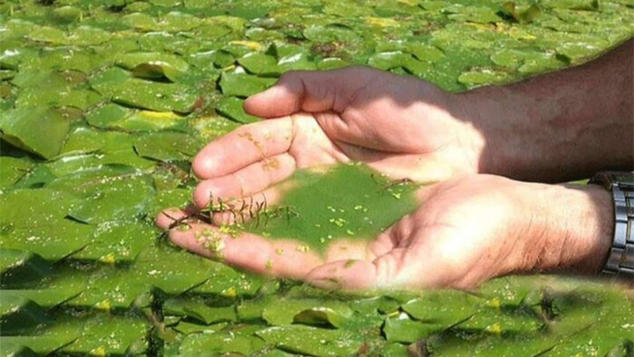 دستیابی به فناوری هوشمند ریزجلبکی برای تصفیه آب و جذب دیاکسیدکربن در ایران + فیلم