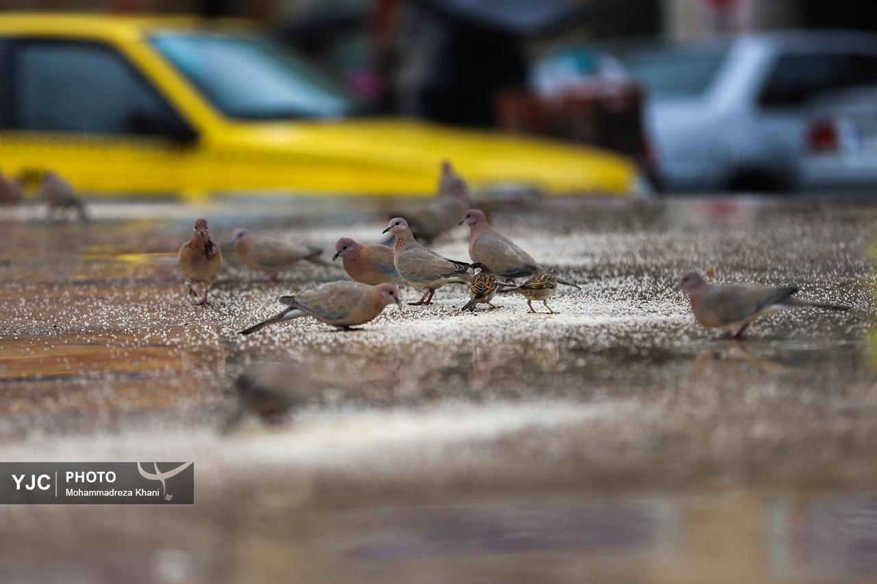 هوای بارانی شهر زنجان