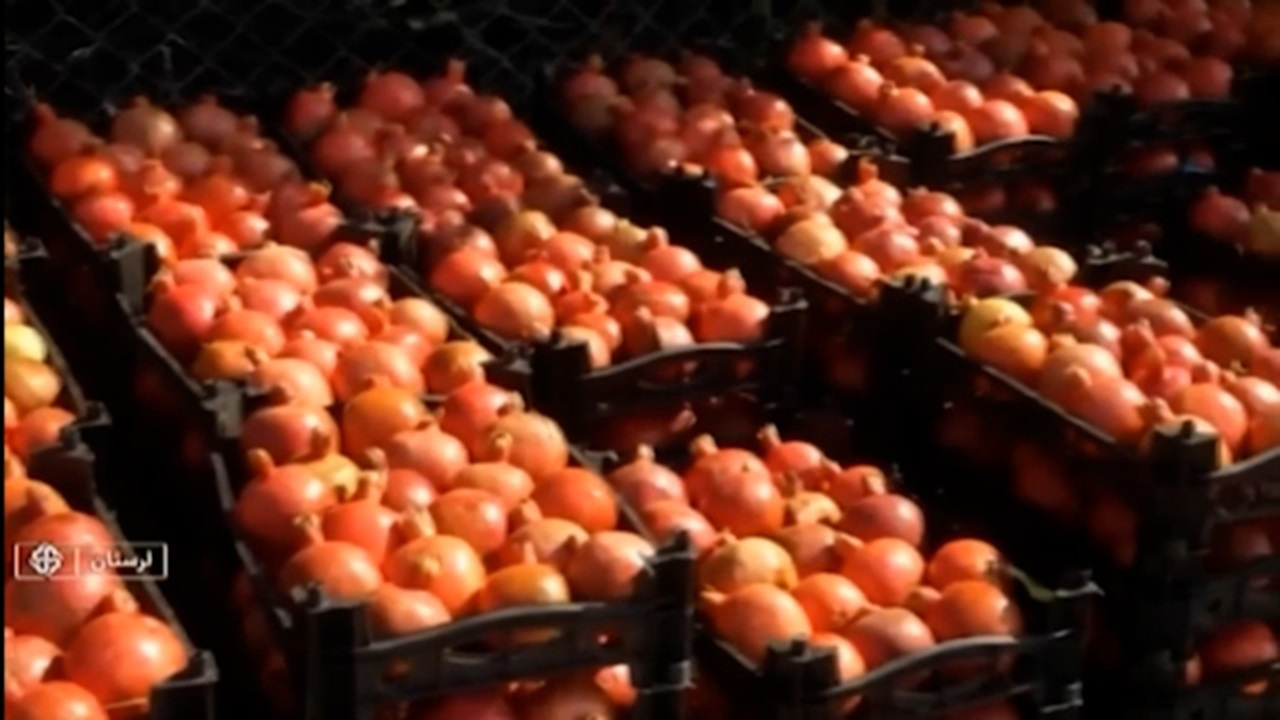 چهارمین جشنواره انار در تنگ سیاب کوهدشت + فیلم