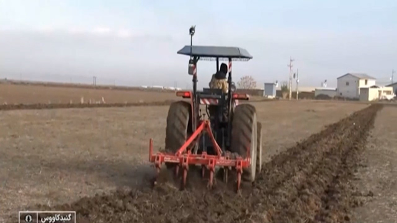 فراهم کردن کشت گندم پس از باران در گنبد کاووس + فیلم