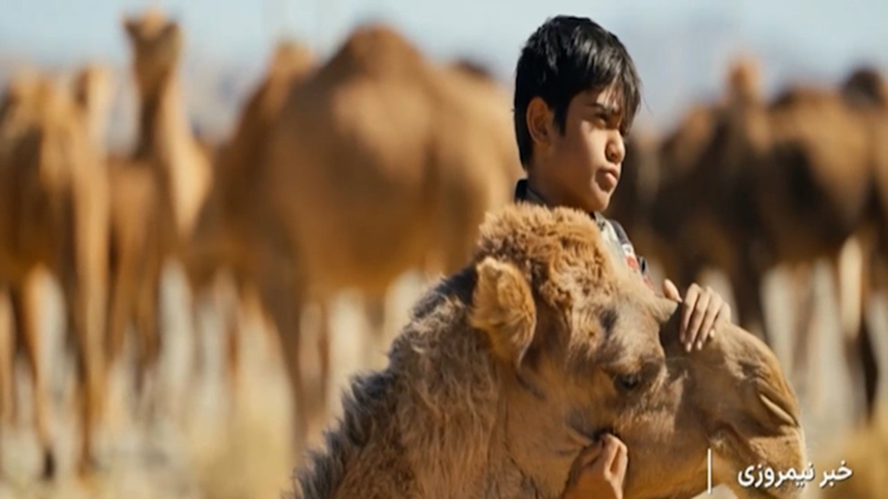 شتر؛ نماد مقاومت در جغرافیای خشک + فیلم