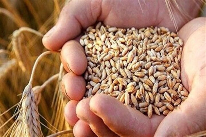 ۵۴ درصد مطالبات گندمکاران پرداخت شد/آغاز کشت گندم از ۲۰ شهریور در استان‌های سردسیر