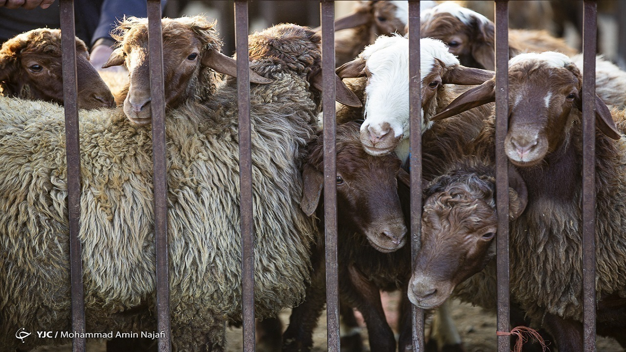 تولید قراردادی دام سیاستی مناسب برای جبران کسری ۱۰ درصدی تولید گوشت قرمز