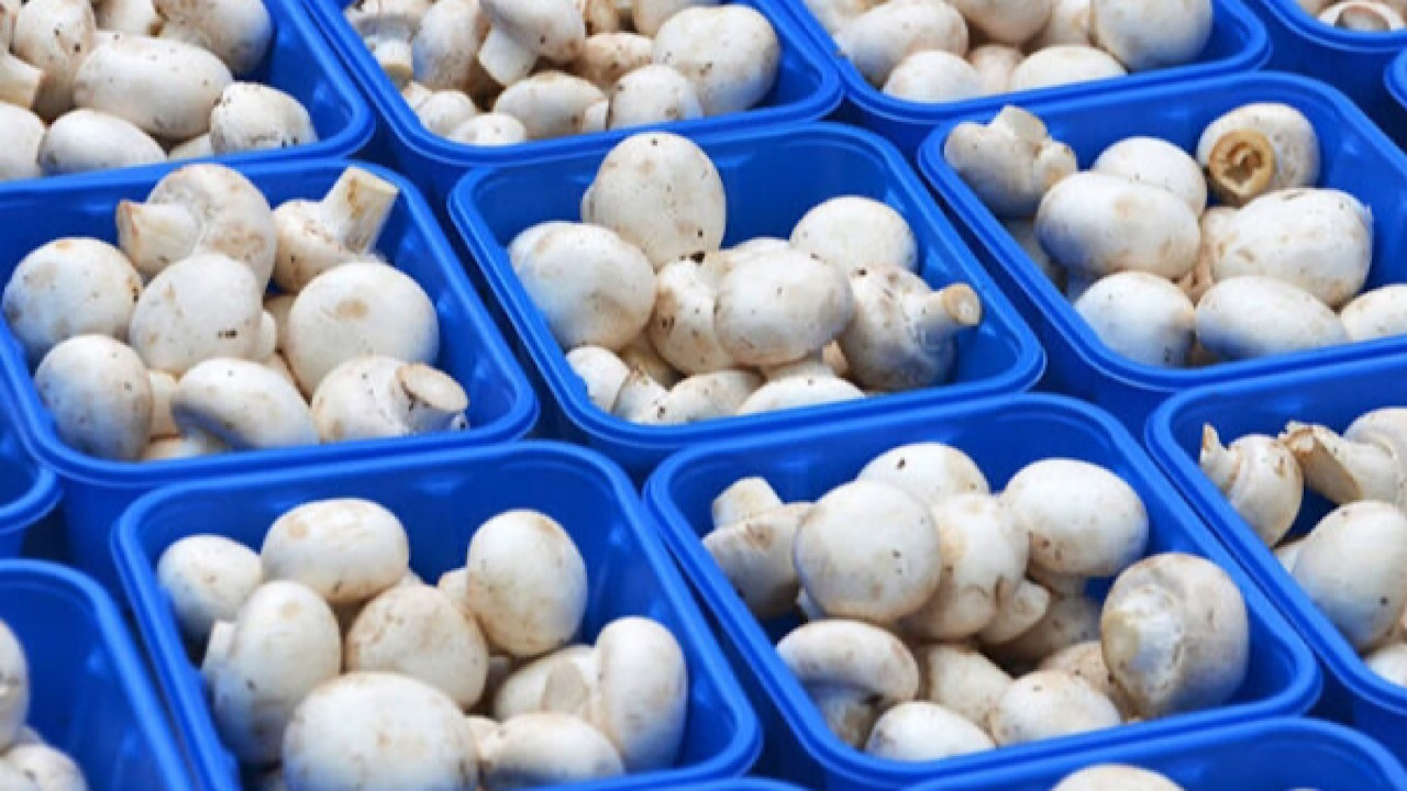 قیمت قارچ در میادین و بازار‌های میوه و تره بار کاهش یافت
