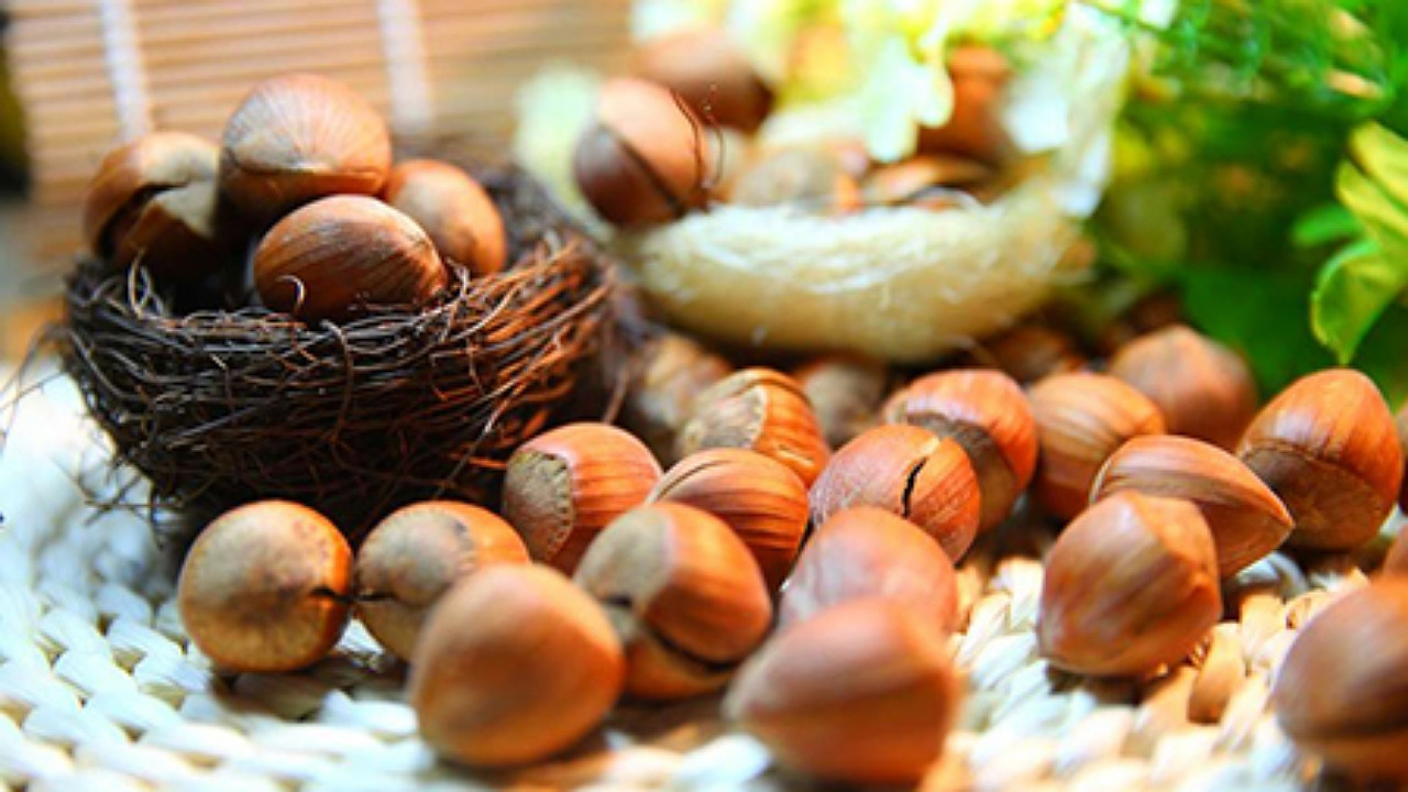فندق به درمان سرفههای خلط دار کمک میکند + فیلم