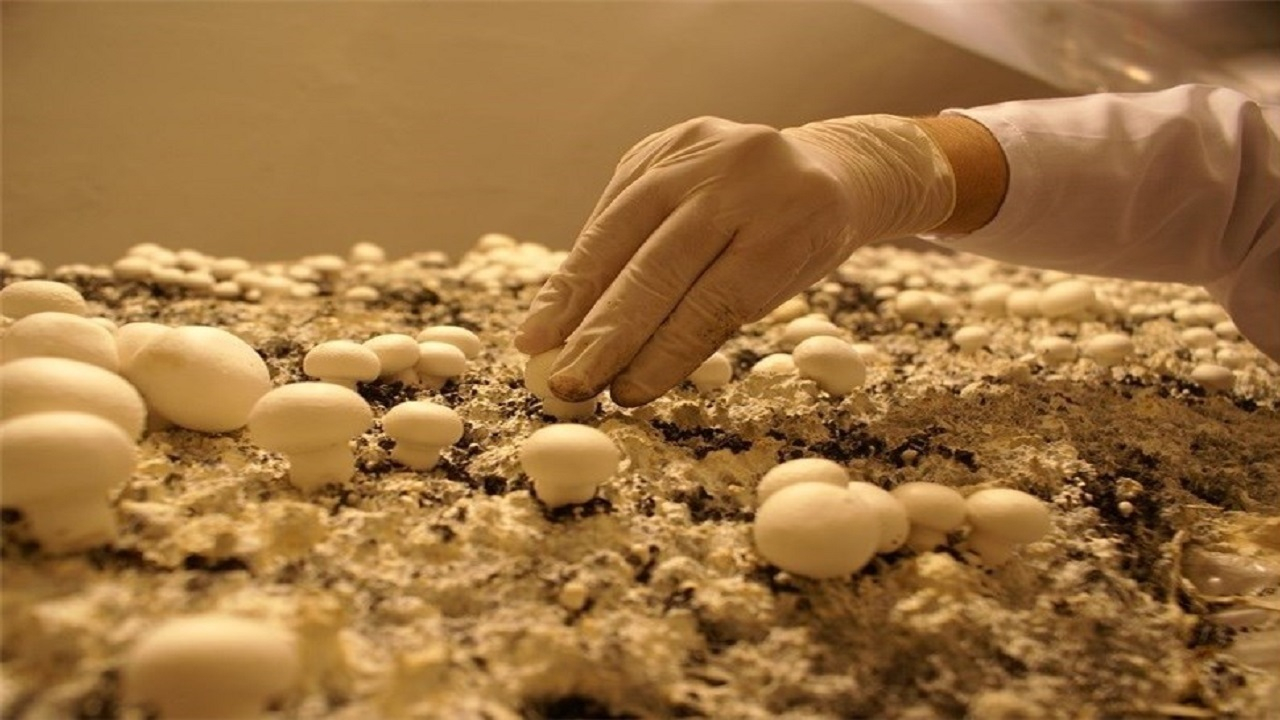 واحد‌های پرورش قارچ با ۷۰ درصد ظرفیت در فصل گرما فعالیت می‌کنند