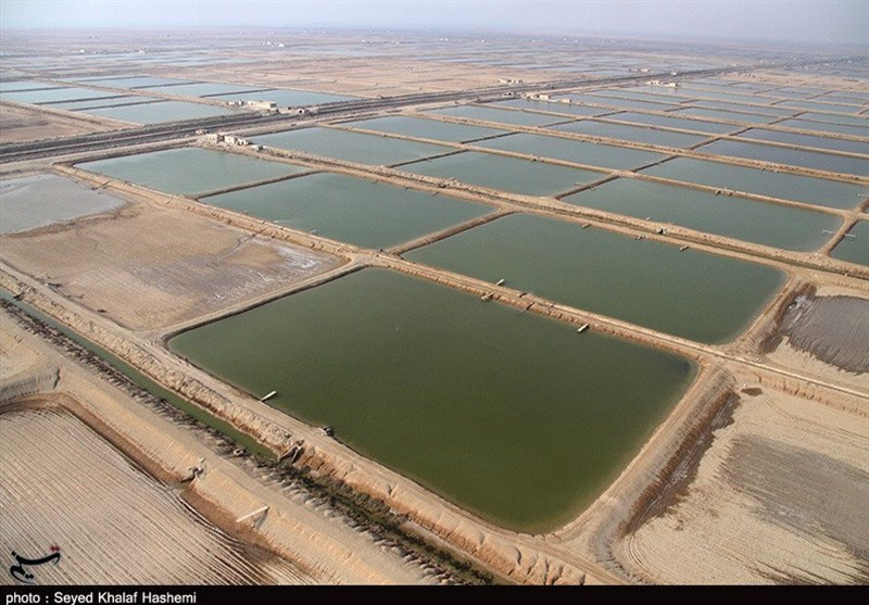 طرح روستای بدون بیکار در سواحل استان بوشهر عملیاتی می‌شود