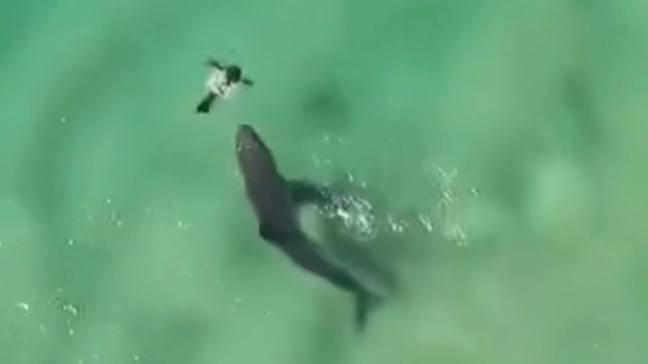 صحنهای نادر و تکاندهنده از شکار فک توسط یک کوسه بزرگ