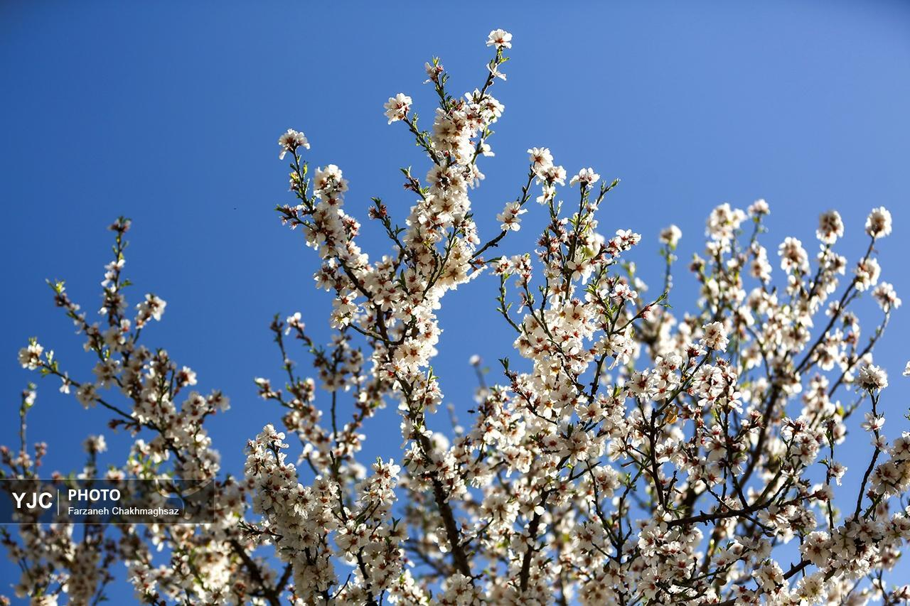 شکوفههای درختان بادام در آخرین روزهای زمستان شیراز