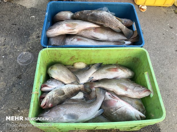 کشف بیش از ۱۰۰۰ کیلوگرم ماهی قاچاق در آبادان