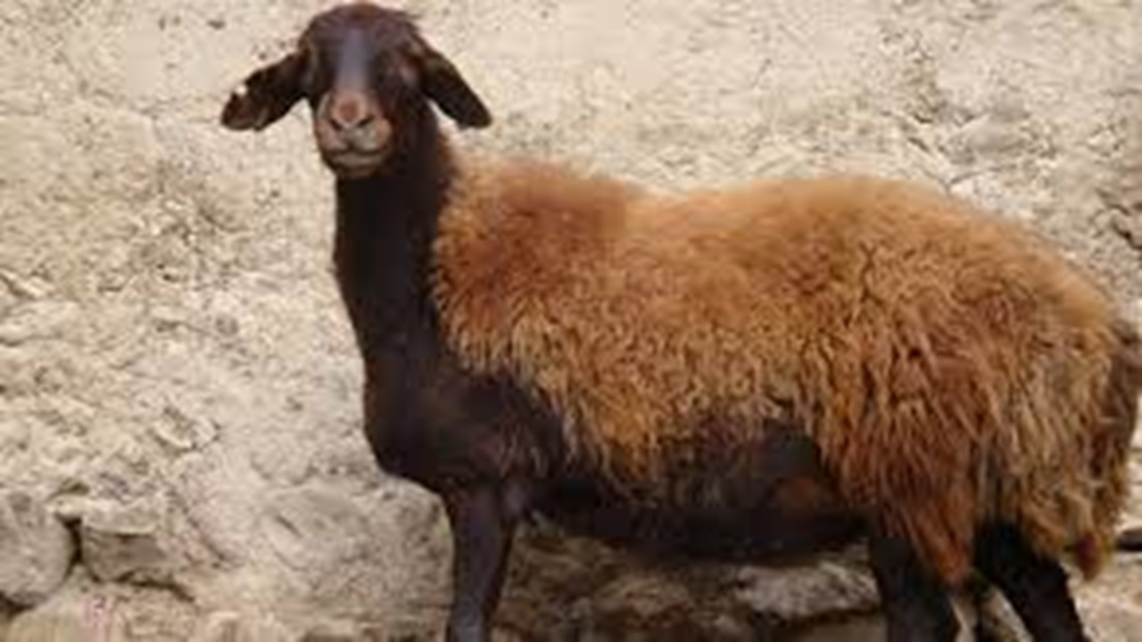 طرح اصلاح نژاد گوسفند افشار + فیلم