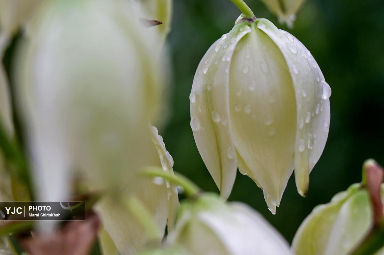 ورود سامانه بارشی جدید به کشور
