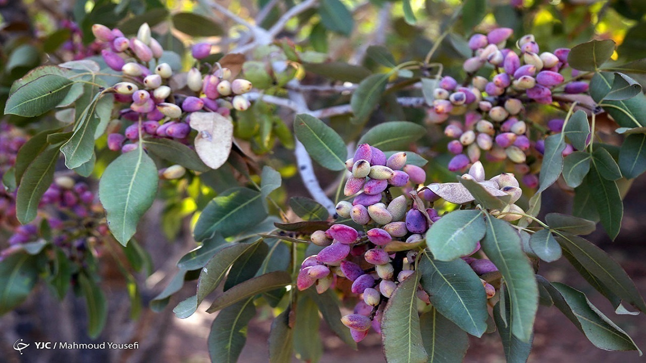 صادرات ۱۰۰ هزارتن پسته به ۶۷ کشور