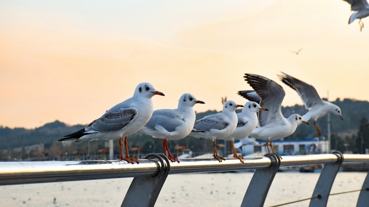 مرغان دریایی متوجه لحن انسانها میشوند + فیلم