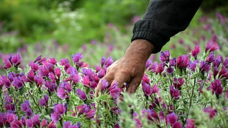 کشت کنترل‌شده گیاهان دارویی برای تأمین مواد اولیه دارو موردنیاز کشور
