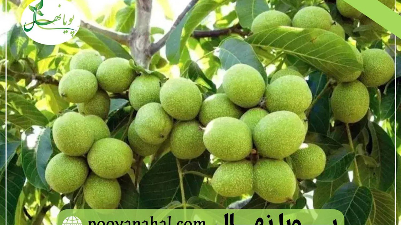 وقتی انتخاب نهال گردو، آینده یک باغ را تعیین می‌کند