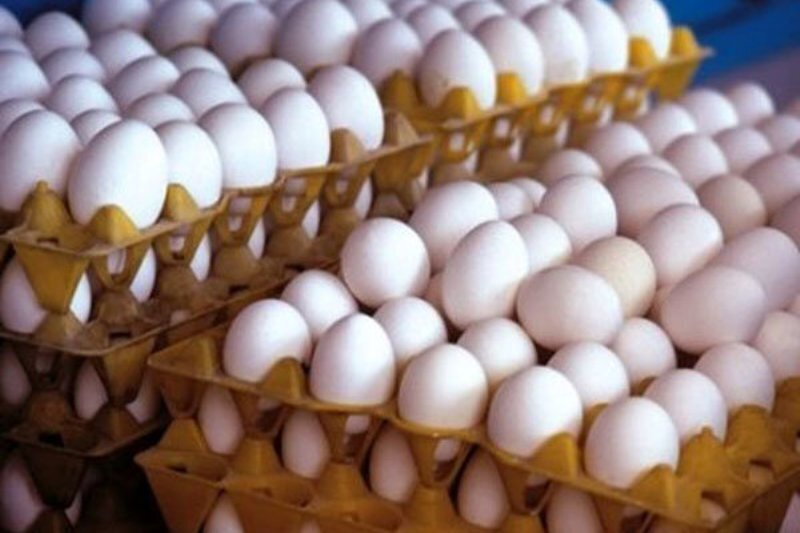 تولید تخم مرغ خرداد به ۱۰۵ هزارتن رسید