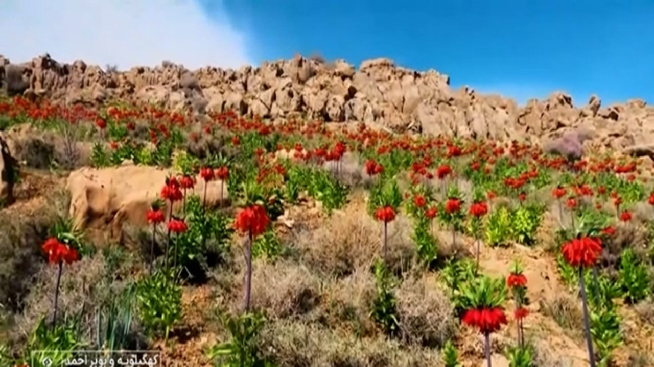لاله های واژگون؛ زیبایی، قانون، مراقبت + فیلم