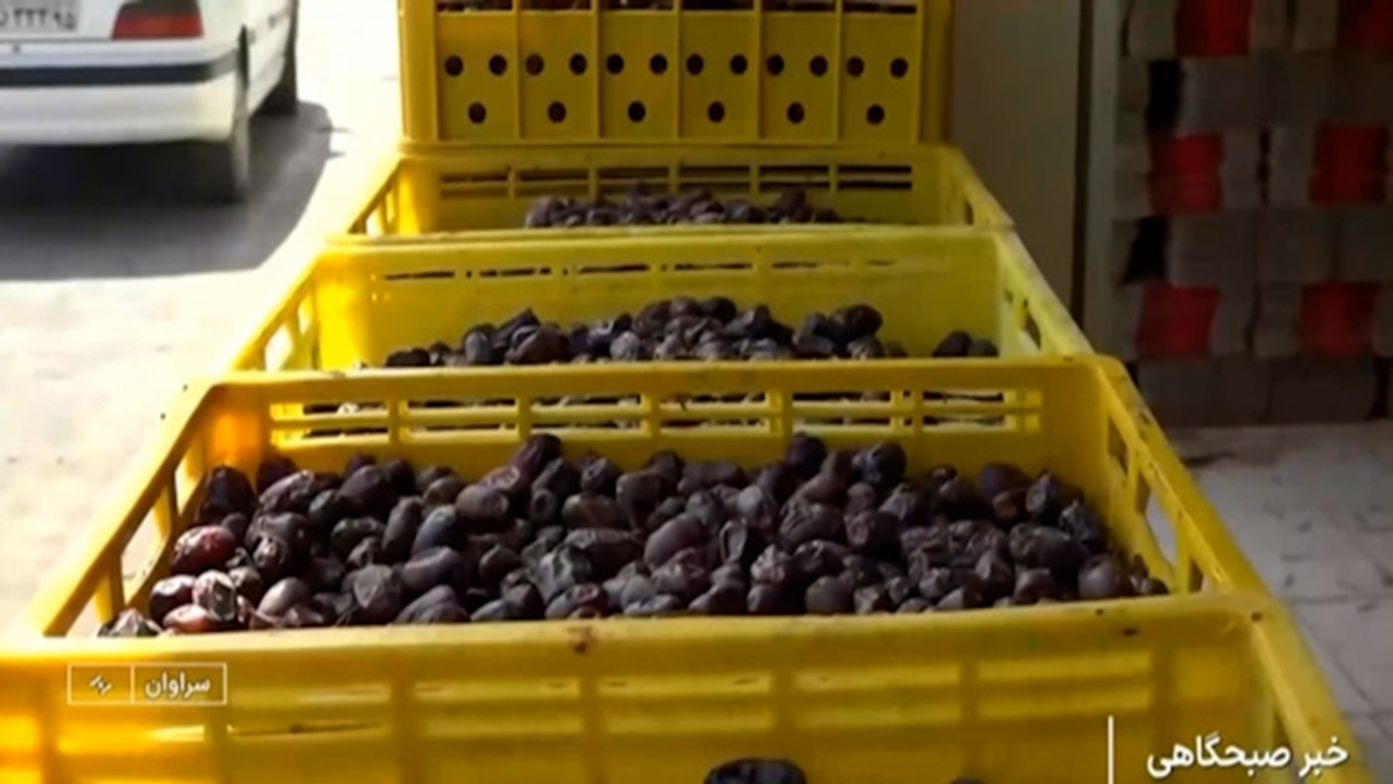 تولید سالیانه بیش از ۳۰۰ هزار تن خرما در سیستان و بلوچستان + فیلم