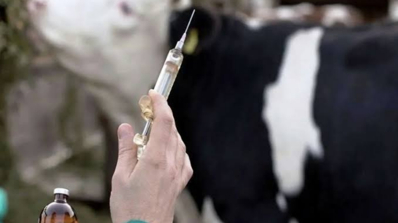 ۳۰۰ میلیارد تومان اعتبار به خرید واکسن تب برفکی تخصیص یافت