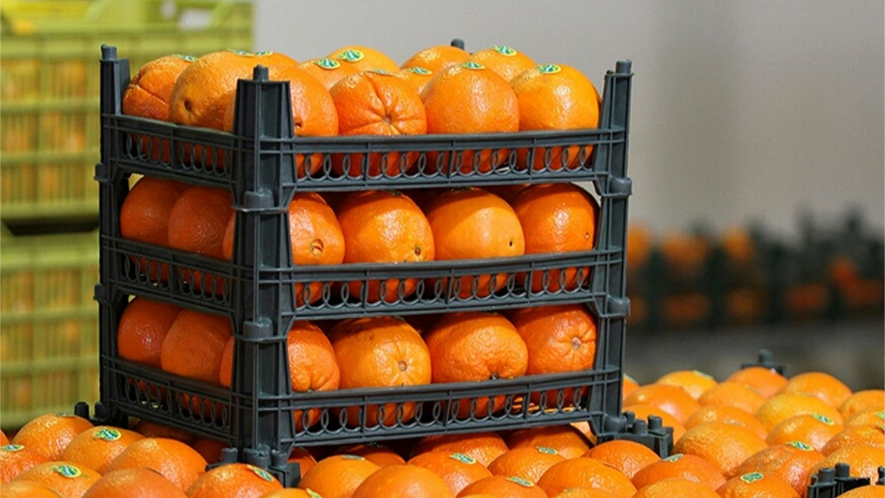 واکنش سازمان غذا و دارو به رنگ کردن پرتقالها + فیلم