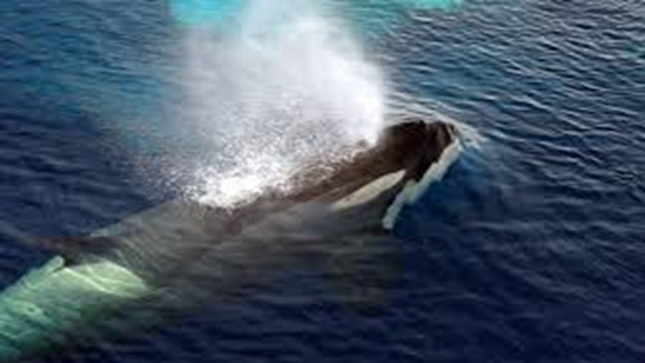 تلاش نهنگ «ادن» برای نفس کشیدن در دریای آلوده + فیلم