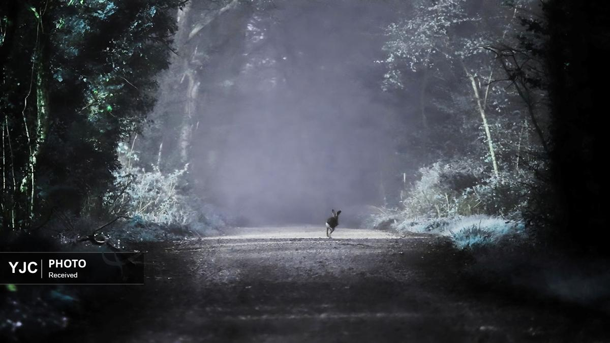 برترین عکس‌های جایزه عکاس جوان از حیات وحش ۲۰۲۵