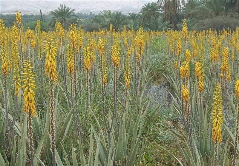آغازبرداشت ۳۰۰ تن محصول آلوئهورا از مزارع شهرستان جم