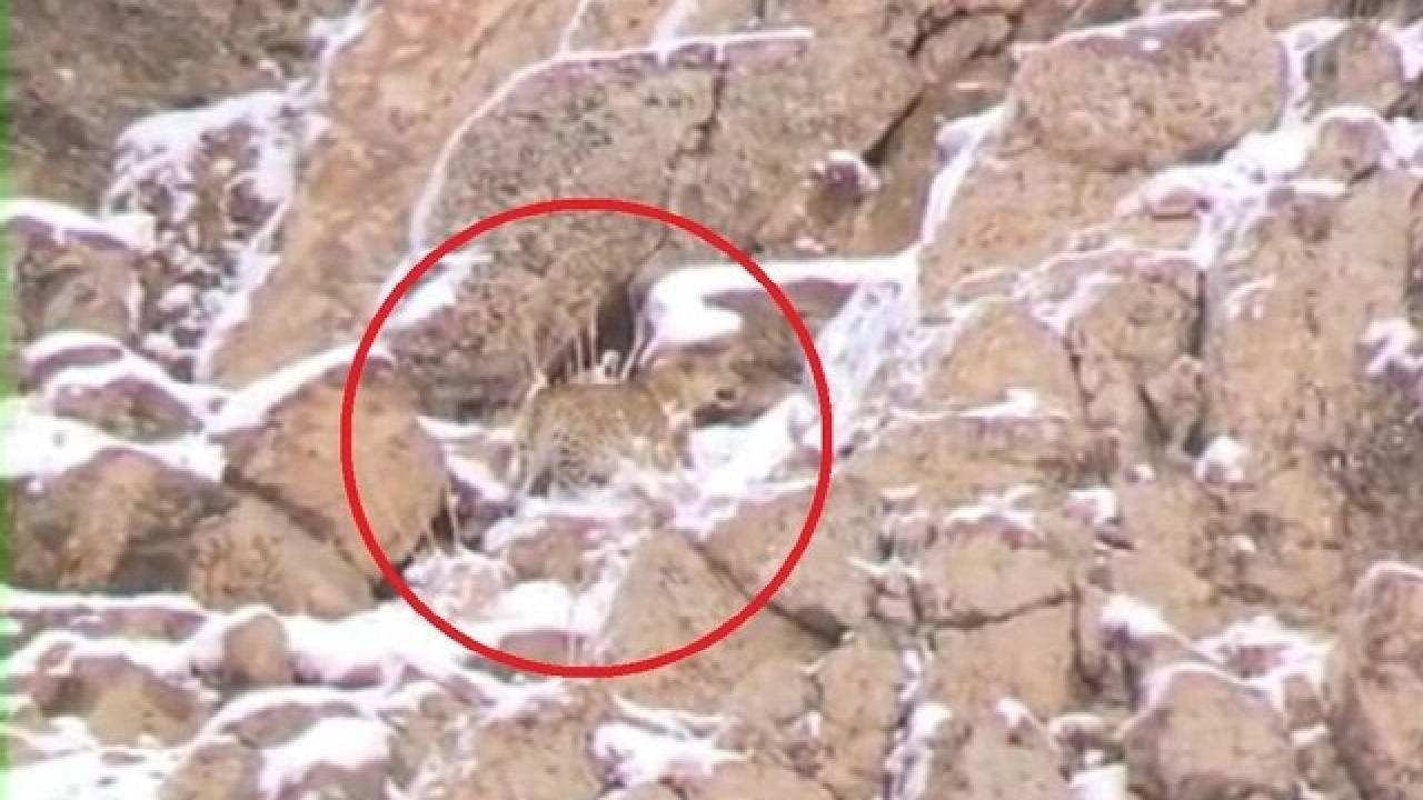 مشاهده و ثبت تصویر پلنگ ایرانی در پارک ملی لار