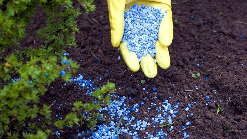 توزیع ۱۰ هزار تن کود برای کشت پاییزه گندم گلستان