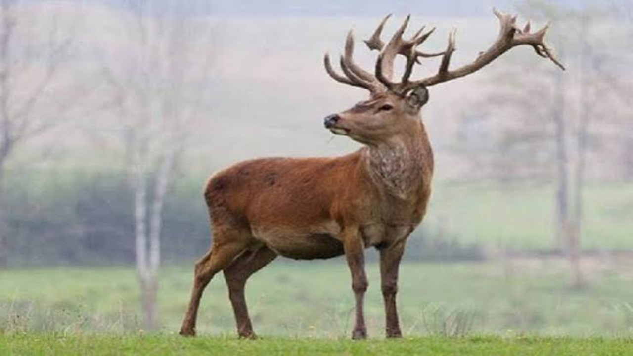 همزیستی خرس و مرال در جنگلهای مازندران + فیلم