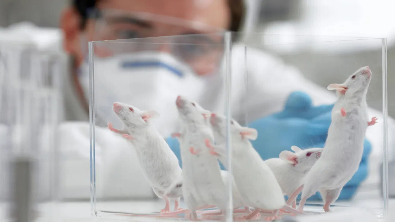 اگر موش‌های آزمایشگاهی را در طبیعت قرار دهیم، چه اتفاقی می‌افتد؟