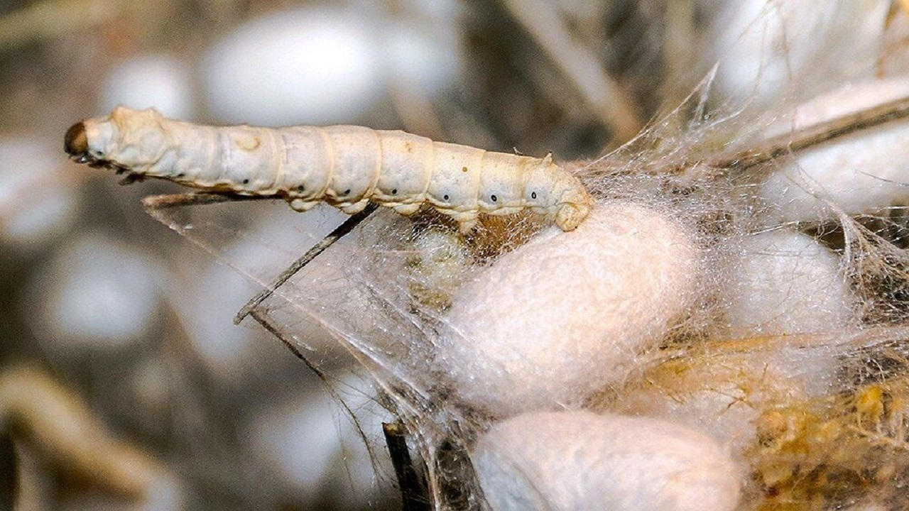 رازهای پنهان درون تارهای ابریشم؛ وقتی طبیعت به علم جان میدهد