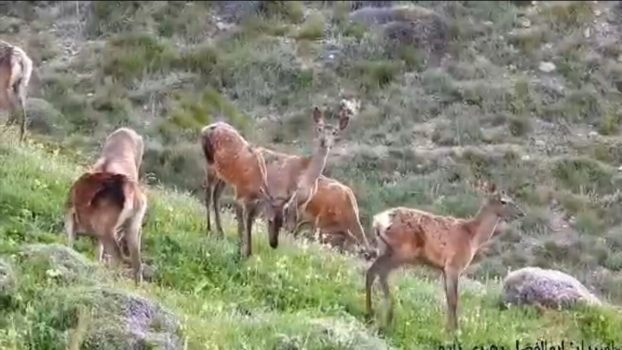 تصاویری از زندگی مرالها و شوکاها در طبیعت کشور