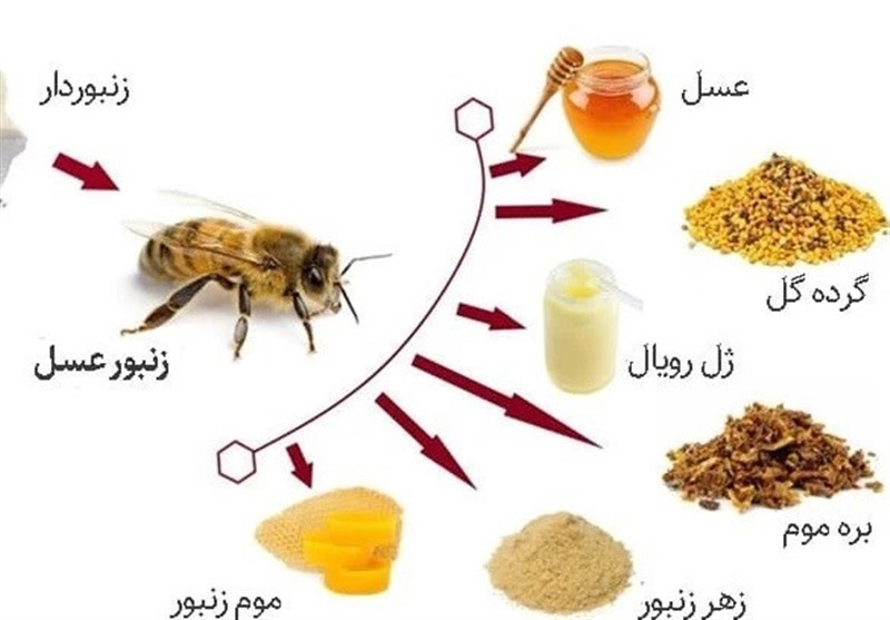 کمک به درمان ۷ بیماری‌ صعب‌العلاج با "عسل و مشتقات آن"