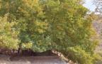 کهنسالانی که به زمین طراوت و شادابی می‌بخشند